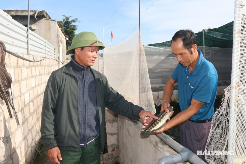 Nhiều người đến tham quan mô hình nuôi cá chuối hoa của gia đình anh Nguyễn Đức Bôn. Ảnh: Báo Hải Phòng