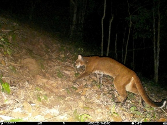 Hình ảnh loài beo lửa đặc biệt quý hiếm. Ảnh: Báo Sức khỏe và Đời sống.