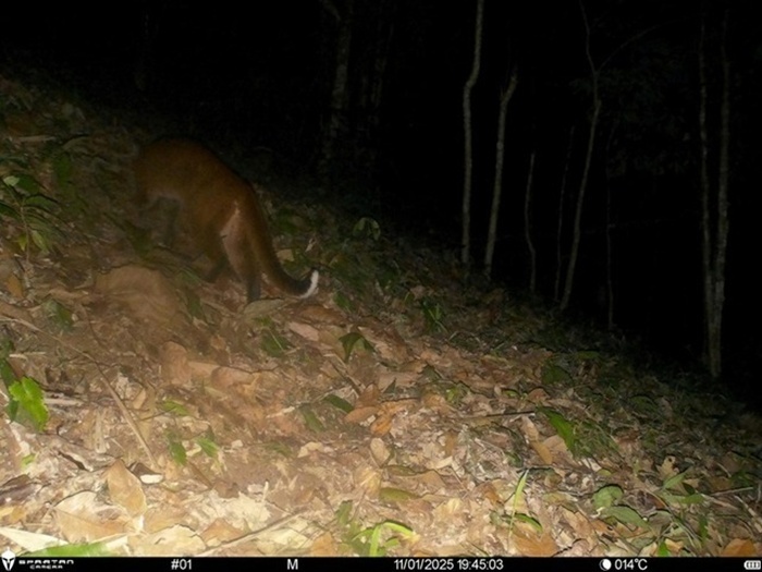 Loài beo lửa được xếp vào nhóm CR - nhóm cực kỳ nguy cấp. Ảnh: Báo Sức khỏe và Đời sống.