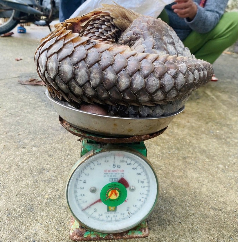 Cá thể tê tê có trọng lượng 3,2 kg, chiều dài 93 cm. Ảnh: Tiền Phong