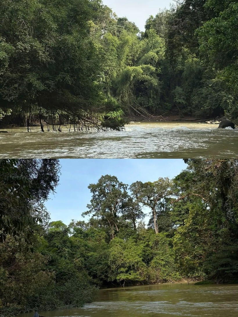 Du khách sẽ được chiêm ngưỡng khung cảnh thơ mộng, cảm nhận sự trong lành và nguyên sơ của thiên nhiên Nam Cát Tiên. Ảnh minh họa