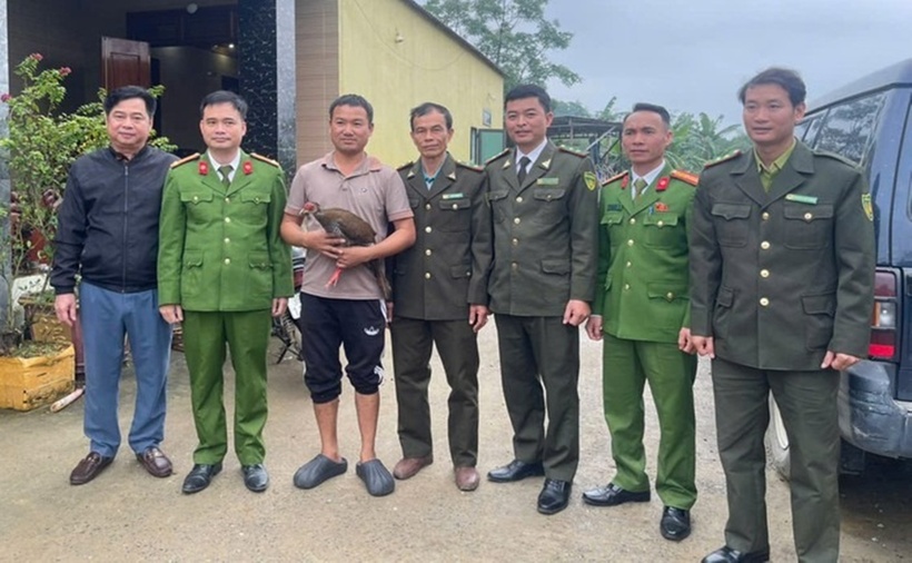 Cá thể động vật quý hiếm gà lôi trắng được người dân giao nộp. (Ảnh: Kiểm lâm Như Xuân)