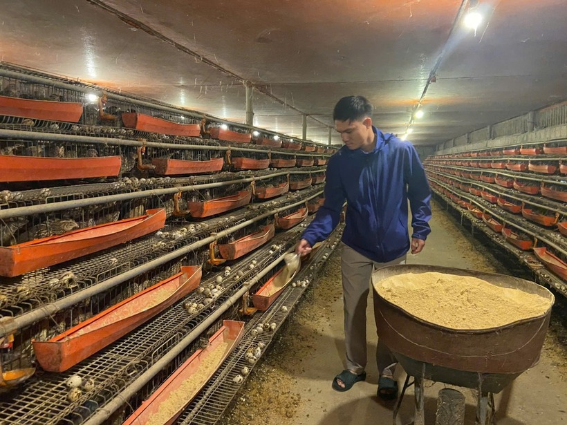 Trang trại chăn nuôi chim cút của Nguyễn Quang Linh.
