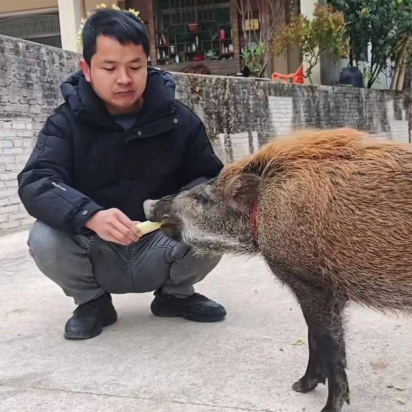 Anh La nuôi lợn rừng làm thú cưng sau khi con vật lạc vào nhà anh để xin ăn. Ảnh: News