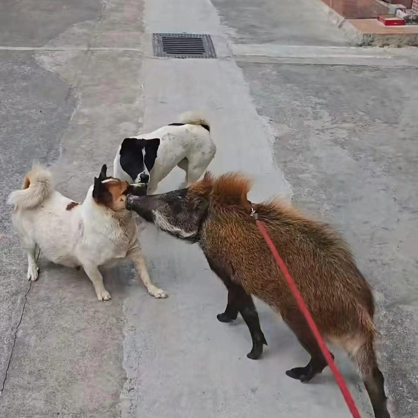 Con vật được nhận xét có tính cách hiền lành. Ảnh: News