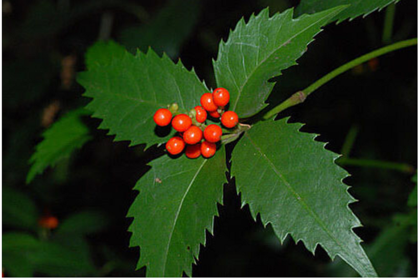 Sói rừng hỗ trợ tăng cường miễn dịch và giảm viêm trong bệnh lupus ban đỏ