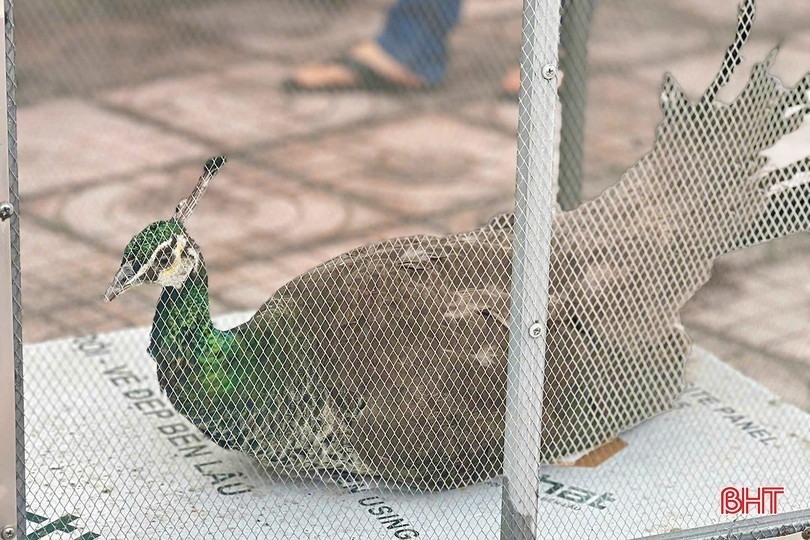 Công lục có tên trong Sách Đỏ, nhóm 1B, thuộc danh mục động vật nguy cấp, cần được bảo vệ. (Ảnh: Báo Hà Tĩnh)