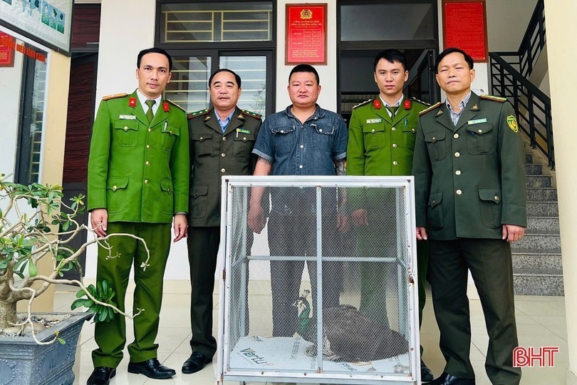 Anh Sơn bàn giao cá thể chim công lục quý hiếm cho lực lượng chức năng. Ảnh: Báo Hà Tĩnh