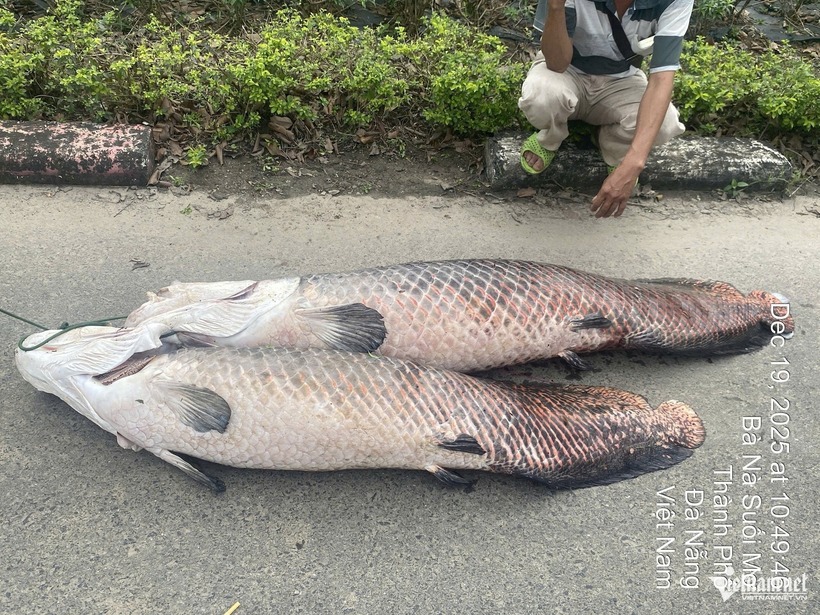 Hai xác cá được vớt lên có chiều dài khoảng 1m, trọng lượng hơn 20 kg mỗi con. Ảnh: Vietnamnet.