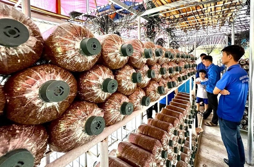 Mô hình nông nghiệp sạch của anh Hồ Hoàng Hiếu trở thành địa chỉ thăm quan, học tập của đoàn viên, thanh niên trên địa bàn. Ảnh: Tiền phong