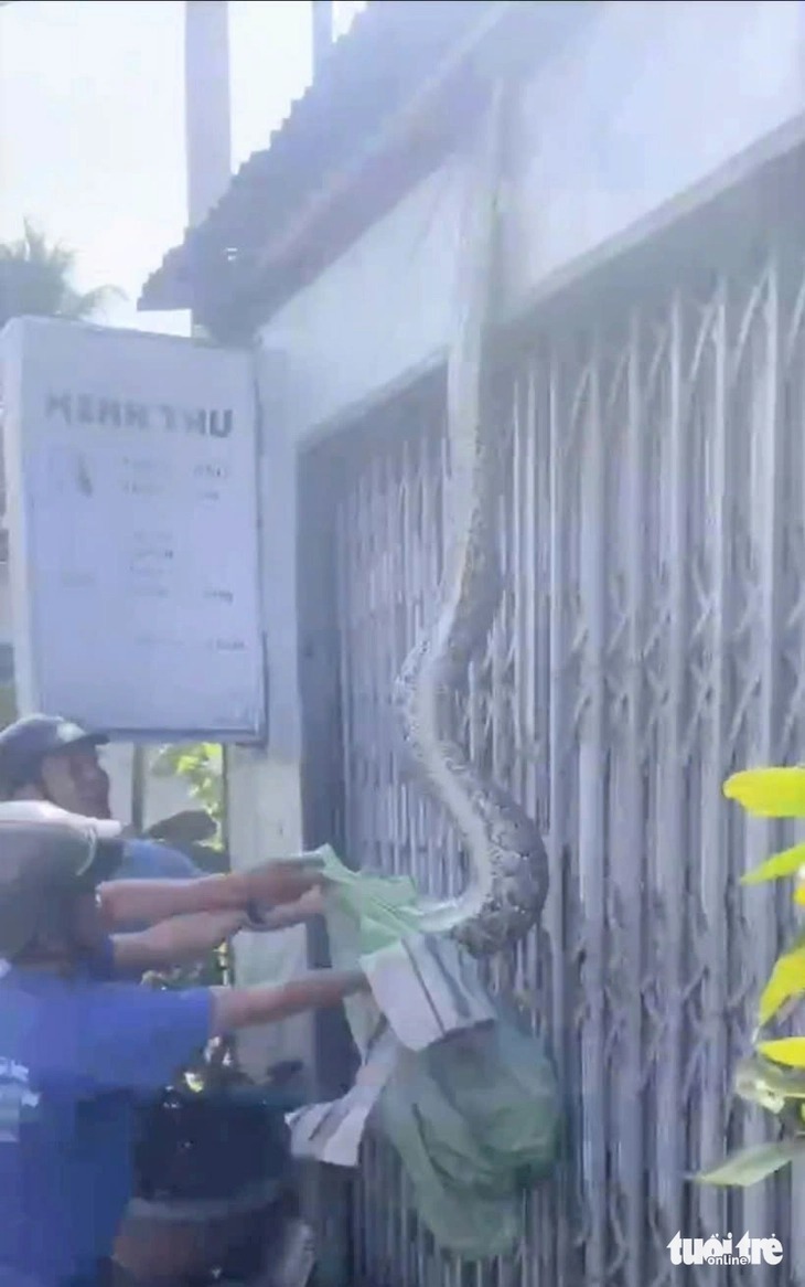 Con trăn từ núi Sam bò vào nhà dân nặng khoảng 15kg, dài 4m - Ảnh: Cắt từ clip