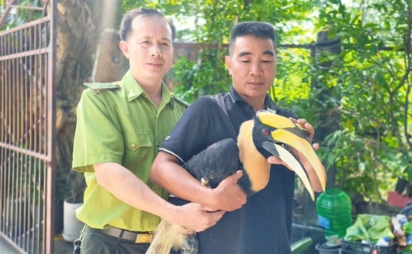 Ngày 23/12, ông Phùng Anh Tú (bên phải) tự nguyện giao con chim hồng hoàng cho Chi cục Kiểm lâm TP.HCM. (Ảnh: Tuổi trẻ)