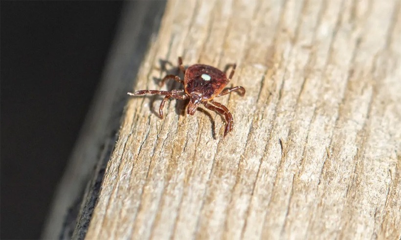 Bọ "ngôi sao cô đơn" có thân màu nâu đỏ, hình bầu dục. Ảnh: Tri thức Cuộc sống.