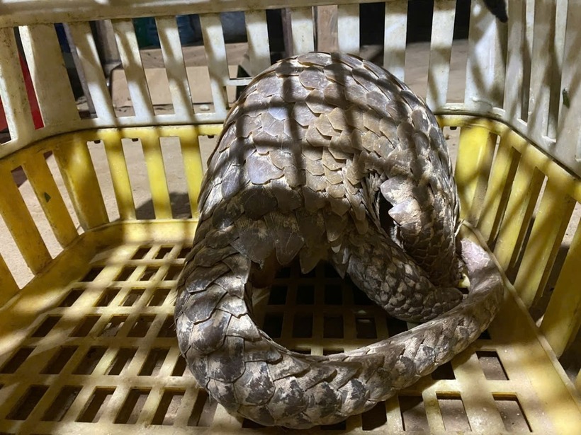 Cá thể Tê tê. Ảnh: Báo Lâm Đồng