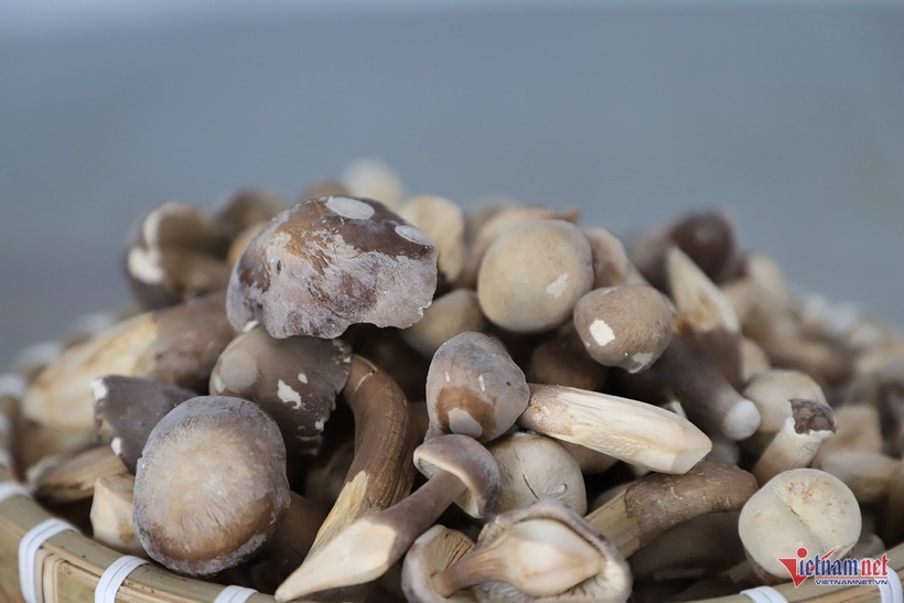 Sản phẩm nấm sấy thăng hoa của Đạt. Ảnh: VietNamnet