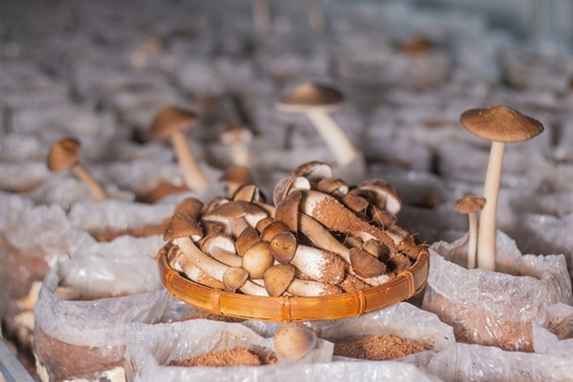 Mô hình trồng nấm rộng 100m2 của Đạt cho thu hoạch 8-10kg mỗi ngày. Ảnh: Thanh niên