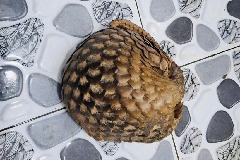 Trong lúc làm rẫy, người phụ nữ ở Nghệ An phát hiện con vật "lạ", toàn thân là vẩy cứng "hơn đá". Ảnh: Dân Trí