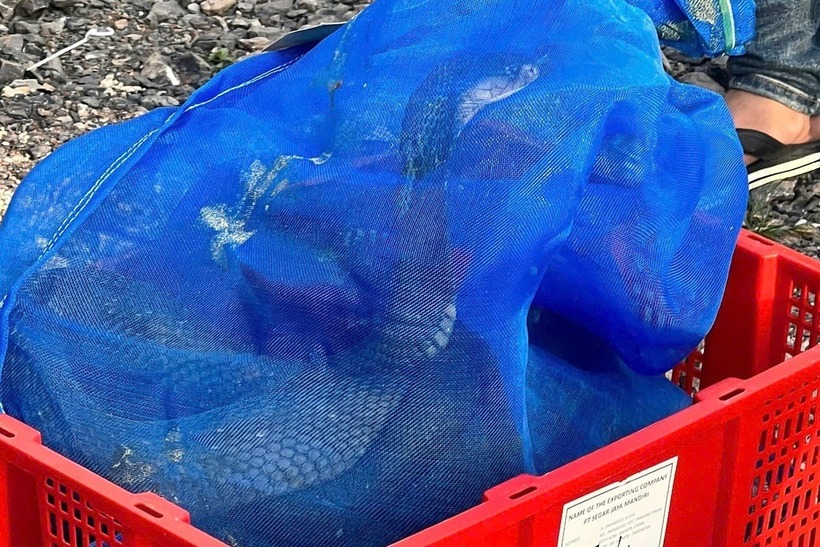 Số rắn hổ mang được đưa từ Lào về Việt Nam qua đường tiểu ngạch. Ảnh: Dân Trí