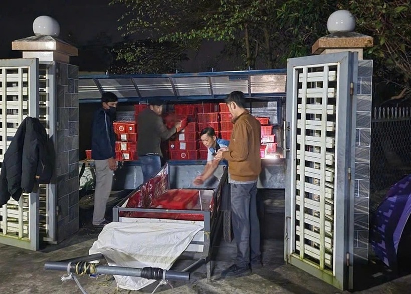 Rắn hổ mang được cơ quan chức năng thu giữ. Ảnh: Pháp luật TP.HCM