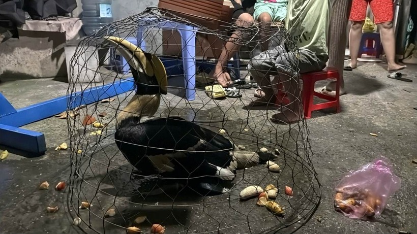 Hình ảnh con chim quý nghi là Hồng Hoàng được người dân ở xã Xuân Thới Sơn bắt được. Ảnh: Lao động