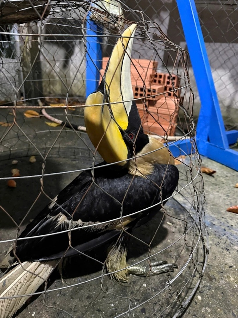 Con chim Hồng Hoàng được hàng xóm ông Tính bắt được trước đó. Ảnh; Pháp luật TP.HCM