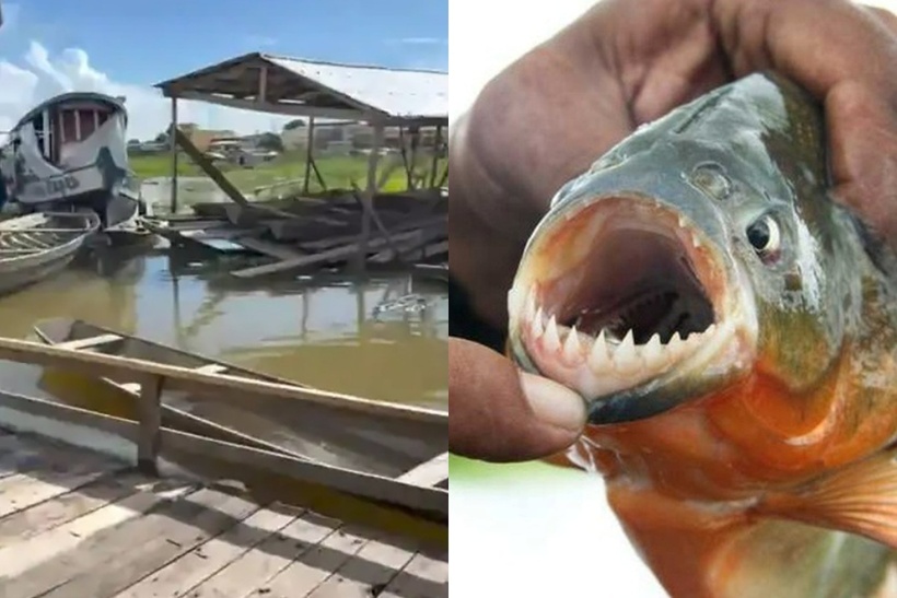 Nhờ sở hữu bộ hàm sắc nhọn có thể xé thịt con mồi chớp nhoáng, nên piranha còn có tên gọi khác là "cá răng đao" hay "cá ăn thịt". Ảnh: &nbsp;Mirror/ News.