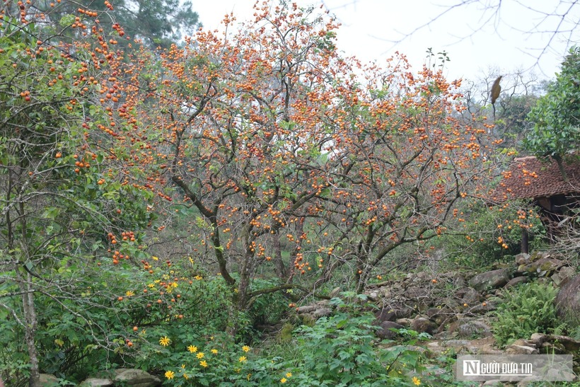 Dưới chân núi Đại Huệ, xã Đại Huệ, tỉnh Nghệ An, người dân nơi đây hầu như đều trồng hồng. Nhiều cây hồng ở xã Nam Anh đã có tuổi đời trên 100 năm. Đây được xem là vựa hồng lớn nhất tỉnh Nghệ An với diện tích gần 200ha. Đặc biệt, hồng nơi đây có hương vị đặc trưng, vị ngọt thanh. Mỗi năm, người dân thu hoạch hàng trăm tấn hồng. Mặc dù là đặc sản nổi tiếng, hàng năm cho sản lượng lớn, tuy nhiên đầu ra cũng bấp bênh đối mặt với tình trạng “được mùa thì mất giá mà được giá thì mất mùa”.