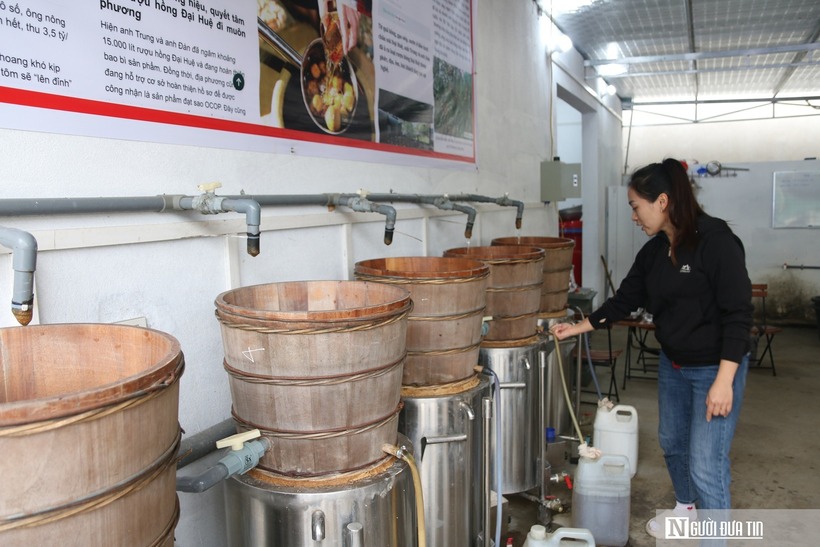 Rượu dùng để ngâm hồng là rượu nếp. Loại nếp được sử dụng nấu rượu cũng được vợ chồng anh Đàn trực tiếp thu mua trong dân. Hệ thống nấu rượu nếp hiện đại cũng được lắp đặt để đảm bảo số lượng khi mùa hồng đến.