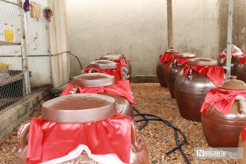 Mỗi năm cơ sở anh Đàn thu mua của người dân hàng chục tấn hồng để ủ rượu. Ngoài sản phẩm rượu hồng sắp tới cơ sở sẽ mở rộng làm hồng sấy dẻo và sấy khô để khách hàng có thể gửi đi xa.