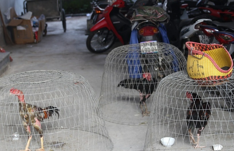 Công an thu giữ 03 con gà chọi phục vụ chơi đá gà ăn tiền. Ảnh: Công an Nghệ An