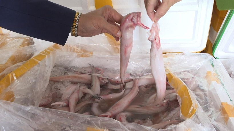 Lực lượng chức năng tỉnh Thanh Hóa phát hiện hơn 10 tấn cá khoai sử dụng chất formol để bảo quản. Ảnh: Báo Thanh Tra.