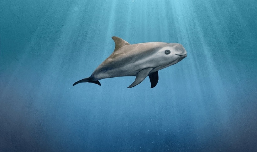Vaquita (hay Phocoena sinus) là loài nhỏ nhất thuộc bộ cetacean (bộ cá voi).