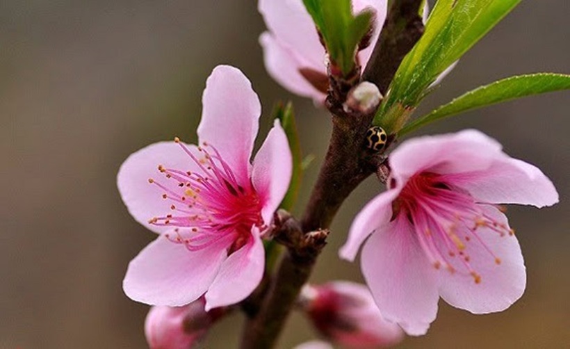 Dịp Tết Dương lịch 2026 sẽ được nghỉ 4 ngày liên tục, từ ngày 1/1/2026 đến hết ngày 4/1/2026. Ảnh minh họa