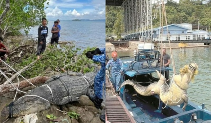 Người dân vây bắt thành công cá sấu khổng lồ dài 4 mét, nặng 500kg. Ảnh: Người đưa tin.