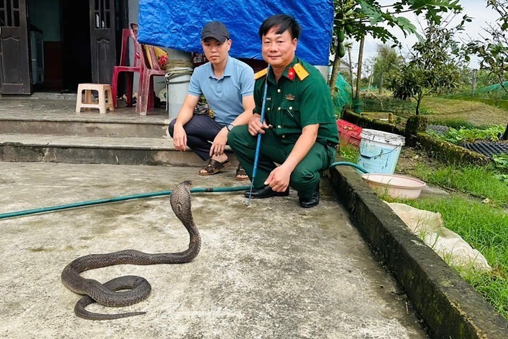 Các cá thể rắn được bàn giao. Ảnh: Tuổi trẻ