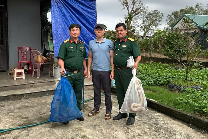 Vụ phát hiện 676 con rắn hổ mang, nặng gần 1.000 kg trên xe khách: Bàn giao các cá thể rắn cho Trại rắn Đồng Tâm - 2