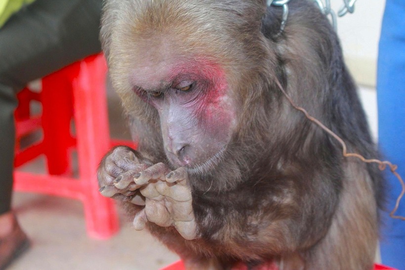 Cá thể khỉ mặt đỏ quý hiếm. (Ảnh: Tiền phong)