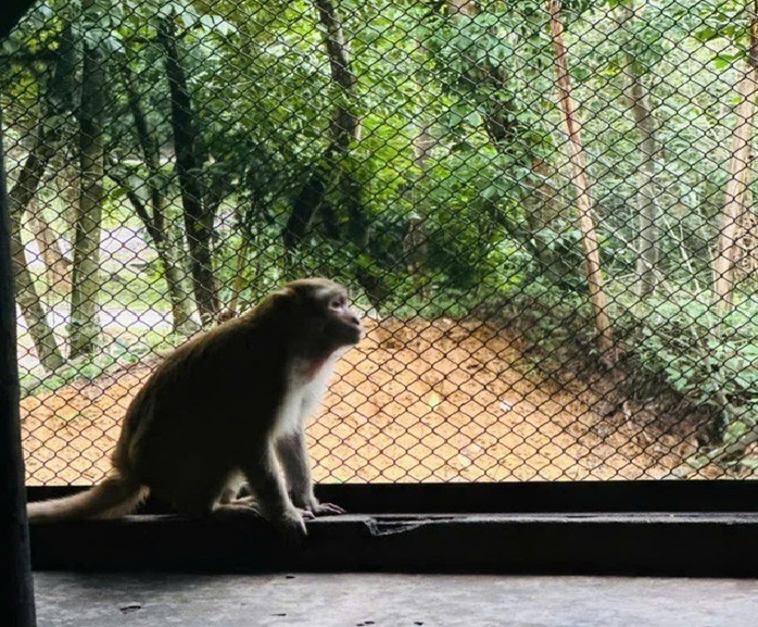 Con khỉ được người dân xã Hoàn Lão phát hiện trong vườn nhà. (Ảnh: Người lao động)