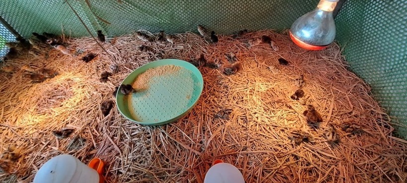 Sau khi trứng nở, chim trĩ non được sưởi ấm 21 ngày trong lồng. Ảnh: Dân Việt