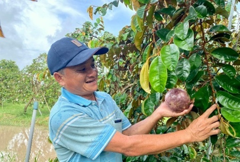 Vú sữa ăn được cả vỏ Nam Hương có kích thước, trọng lượng rất lớn. Ảnh: Thương hiệu & Sản phẩm