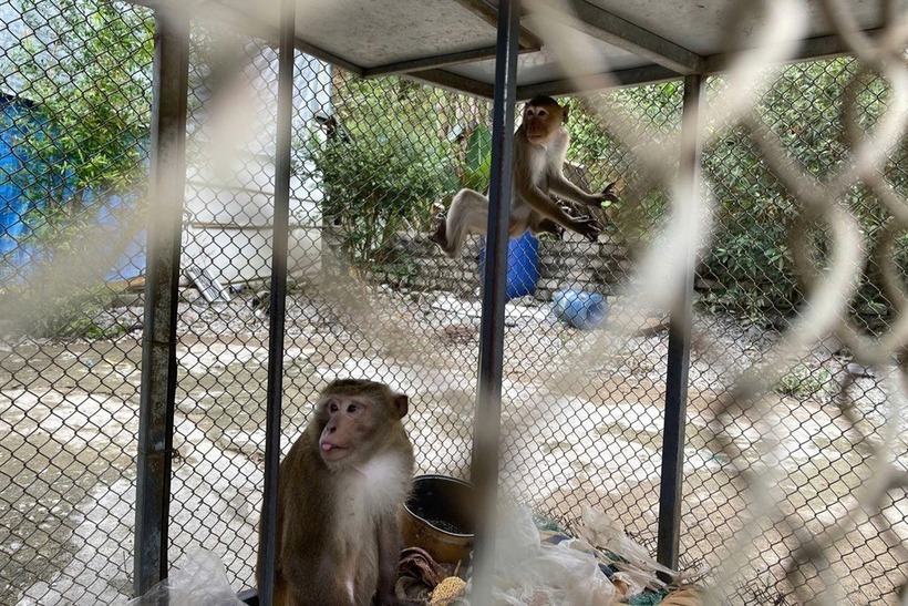 2 cá thể khỉ do ông Lê Văn Đoàn giao nộp. (Ảnh: Công an Thanh Hóa)