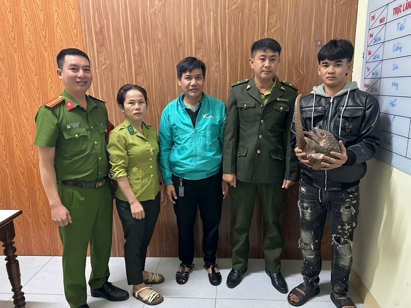 Con tê tê bò ngang đường được tài xế taxi phát hiện lúc rạng sáng và mang đi giao nộp. Ảnh: Công Lý