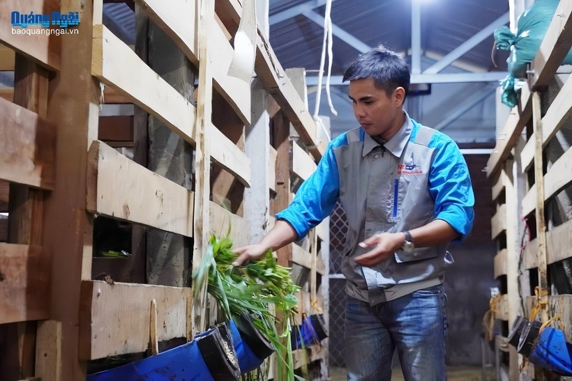 Chuồng nuôi hươu của anh Nguyễn Văn Trải được dựng kiên cố. Ảnh: Báo Quảng Ngãi