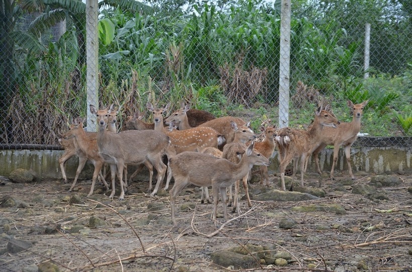 Đàn hươu sao của anh Nguyễn Văn Trải phát triển tốt. Ảnh: Nông nghiệp & Môi trường