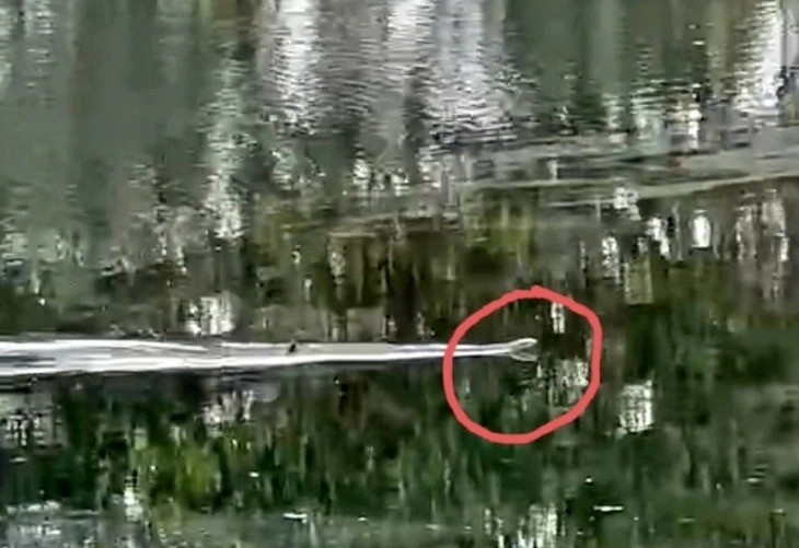 Rắn hổ mang xuất hiện trong khuôn viên Vườn quốc gia U Minh Thượng được một hướng dẫn viên ghi lại. Ảnh: Tuổi trẻ