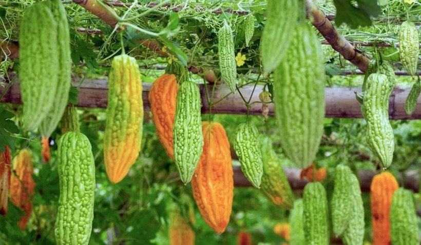 Mướp đắng là loại thực phẩm thường thấy trên bàn ăn của các gia đình, tác dụng thanh nhiệt, giải độc nên được nhiều người ưa chuộng.