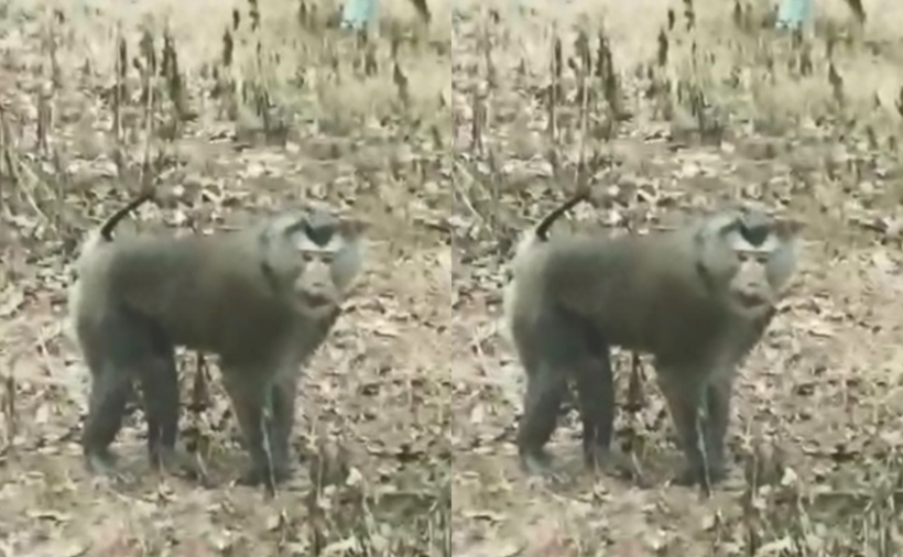 Khỉ hoang dã xuất hiện tại bản Cốc Lắc. (Ảnh: VietnamNet)