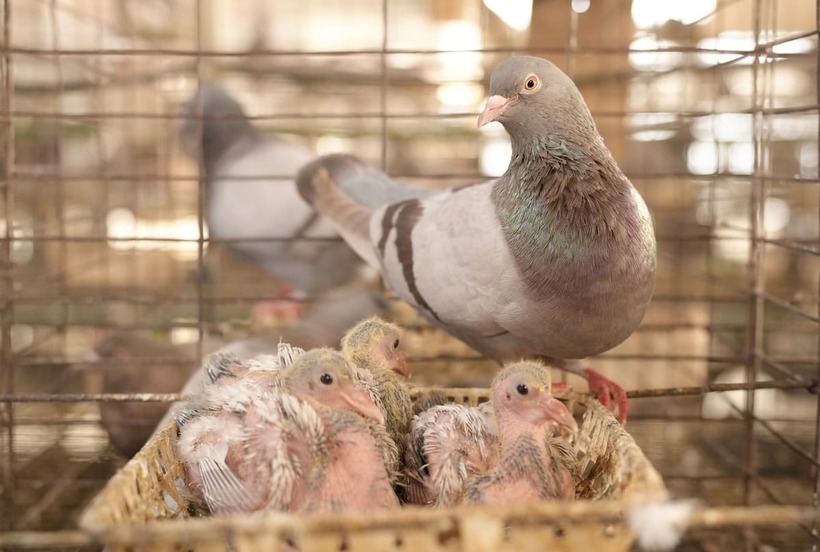 Chim non được dồn sang cặp khác để nuôi, còn cặp bố mẹ tiếp tục quay lại chu kỳ sinh sản, giúp tăng sản lượng về trứng. Ảnh: Nông nghiệp & Môi trường