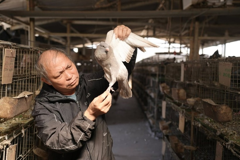 Mô hình nuôi bồ câu Pháp của anh Thông. Ảnh: Nông nghiệp & Môi trường