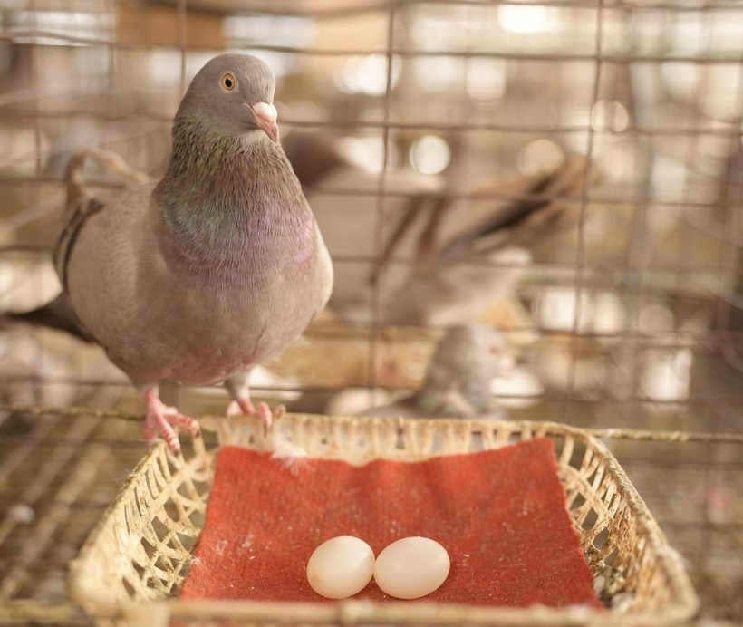Đặc tính của chim bồ câu mỗi lần sinh sản chỉ đẻ 2 trứng. Ảnh: Nông nghiệp & Môi trường